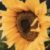 Profile picture of David Wilson